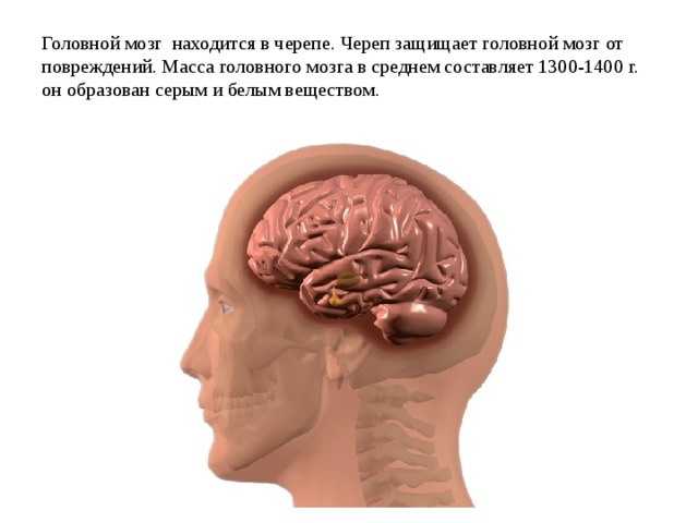 Головной мозг находится в черепе. Череп защищает головной мозг от повреждений. Масса головного мозга в среднем составляет 1300-1400 г. он образован серым и белым веществом. 