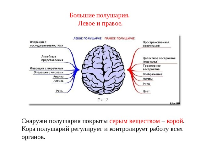 Какое полушарие больше