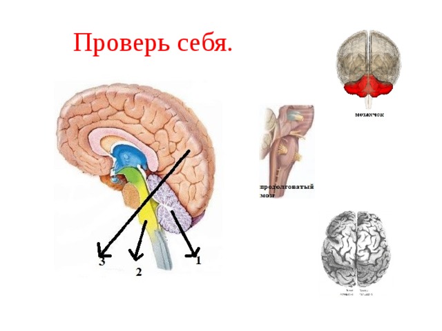 Проверь себя. 