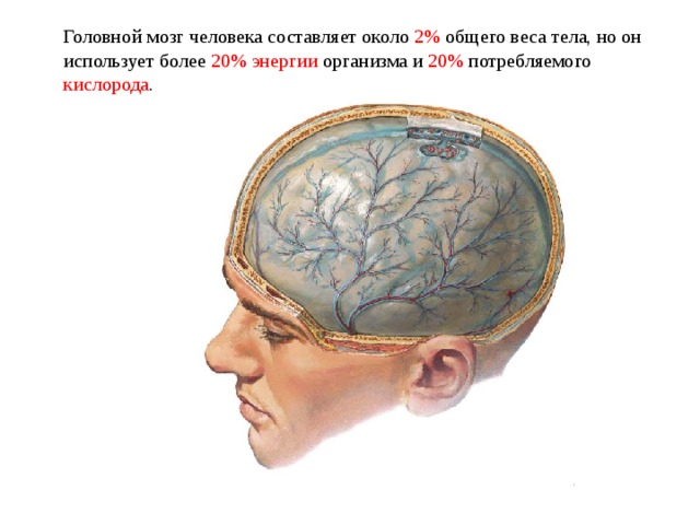  Головной мозг человека составляет около 2% общего веса тела, но он использует более 20% энергии организма и 20% потребляемого кислорода . 