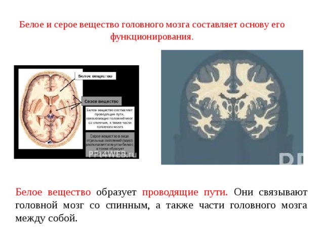 Серое и белое вещество мозга. Головной мозг строение серое и белое вещество. Серое вещество в головном мозге располагается. Из чего состоит серое вещество головного мозга. Серое и белое вещество.