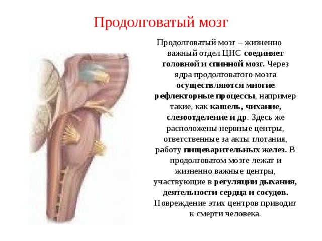 Продолговатый изгиб. Рефлексы продолговатого мозга. Поврежденный продолговатый мозг. Повреждение продолговатого мозга. Продолговатый мозг жизненноважный отдел ЦН.