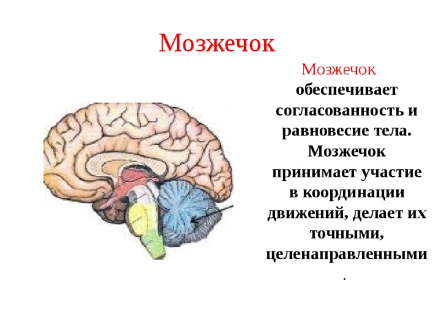 Особенности мозжечка головного мозга. Мозжечок функции кратко. Мозжечок выполняет функции. Функции обеспечивающие мозжечок. Функции мозжечка человека.