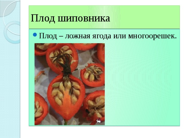 Плод шиповника Плод – ложная ягода или многоорешек. 