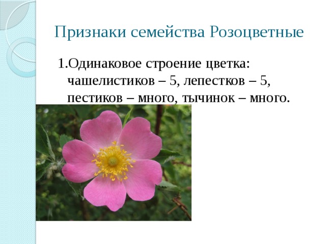 Признаки семейства Розоцветные 1.Одинаковое строение цветка: чашелистиков – 5, лепестков – 5, пестиков – много, тычинок – много. 