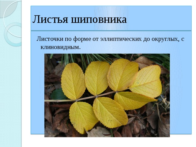 Листья шиповника  Листочки по форме от эллиптических до округлых, с клиновидным. 