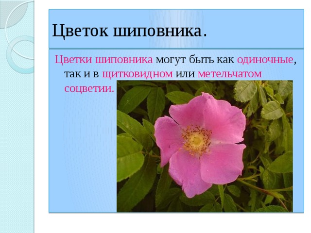 Цветок шиповника . Цветки шиповника могут быть как одиночные , так и в щитковидном или метельчатом соцветии. 