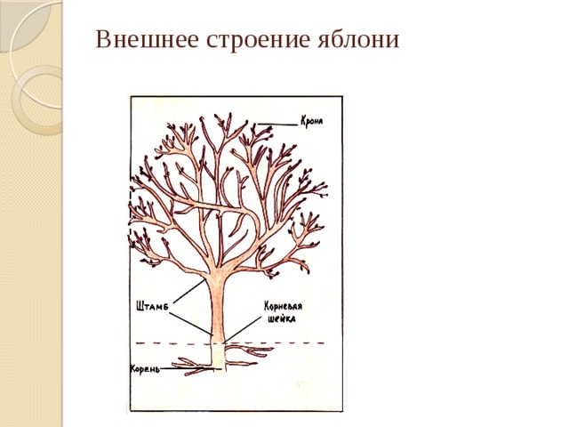 Яблонька корень. Яблоня строение дерева. Строение плодового дерева яблоня. Строение яблони схема. Строение ствола яблони.