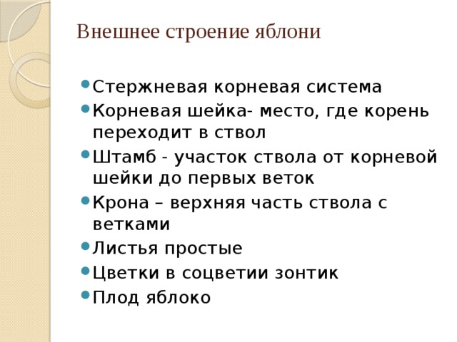 Признаки внешнего строения яблони. Внешнее строение яблони.