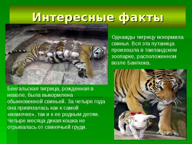 Презентация бенгальский тигр