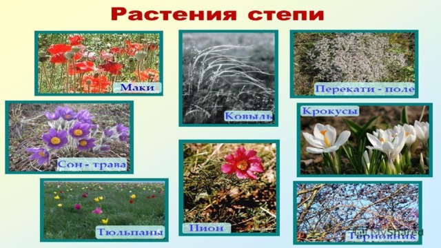Особенности растительного сообщества степи. Растительные сообщества степей. Растения и животные степи. Степь растения плакат.