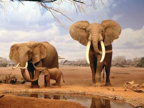 Интересные факты о слонах | ЗооБлог