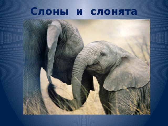 Друзья слоник. Одиннадцать слонов фото. Слон с ушами бабочки фото. Нежностью слона на нитке водят. Книга одиннадцать слонов.