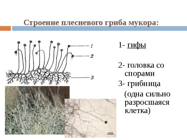 Схема плесневого гриба