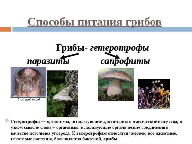 Какую роль в сообществе играют гетеротрофные организмы. Тип питания у грибов гетеротроф. Питание грибов. Грибы-гетеротрофы. Паразиты. Сапрофиты. Питание грибов гетеротрофы 5 класс биология.