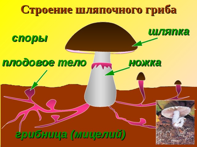 Выберите части гриба