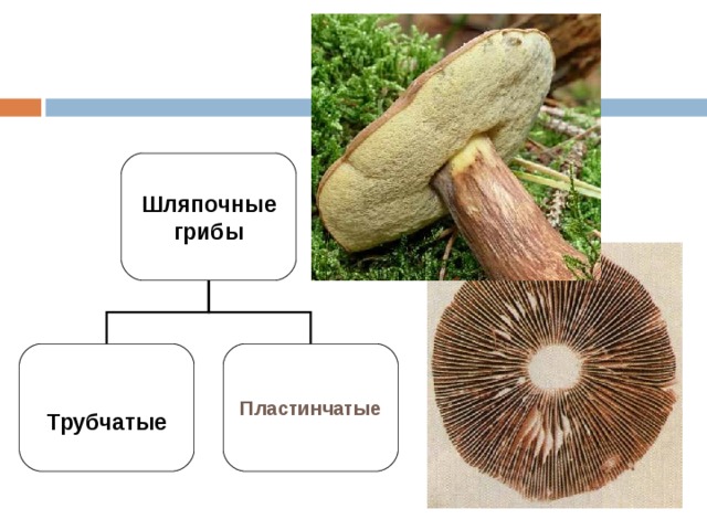 Трубчатые грибы презентация