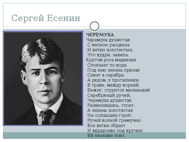 Сергей Есенин ЧЕРЕМУХА Черемуха душистая  С весною расцвела  И ветки золотистые,  Что кудри, завила. Кругом роса медвяная  Сползает по коре,  Под нею зелень пряная  Сияет в серебре.  А рядом, у проталинки,  В траве, между корней,  Бежит, струится маленький  Серебряный ручей.  Черемуха душистая,  Развесившись, стоит,  А зелень золотистая  На солнышке горит.  Ручей волной гремучею  Все ветки обдает  И вкрадчиво под кручею  Ей песенки поет. 