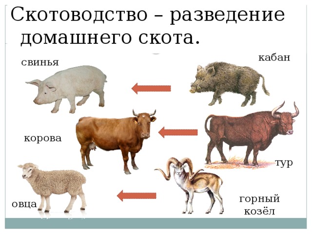 Скотоводство – разведение домашнего скота. кабан свинья корова тур горный козёл овца 