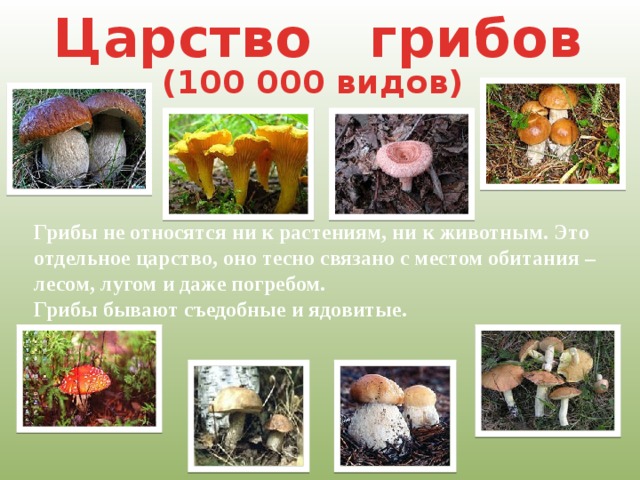 Окружающий мир класс грибы. Царство грибов презентация.