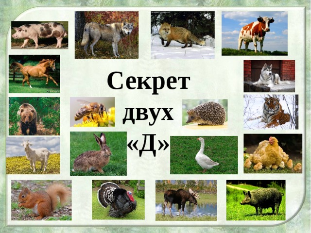 Секрет двух «Д» 