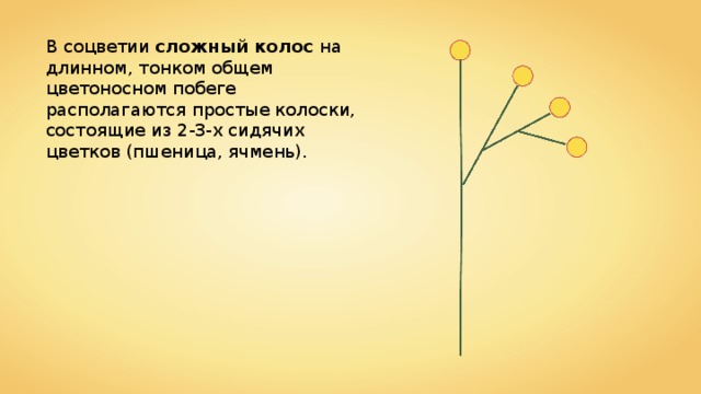 В соцветии сложный колос на длинном, тонком общем цветоносном побеге располагаются простые колоски, состоящие из 2-3-х сидячих цветков (пшеница, ячмень). 