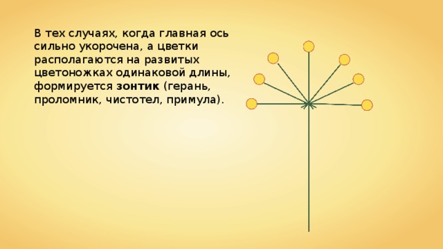 В тех случаях, когда главная ось сильно укорочена, а цветки располагаются на развитых цветоножках одинаковой длины, формируется зонтик (герань, проломник, чистотел, примула). 