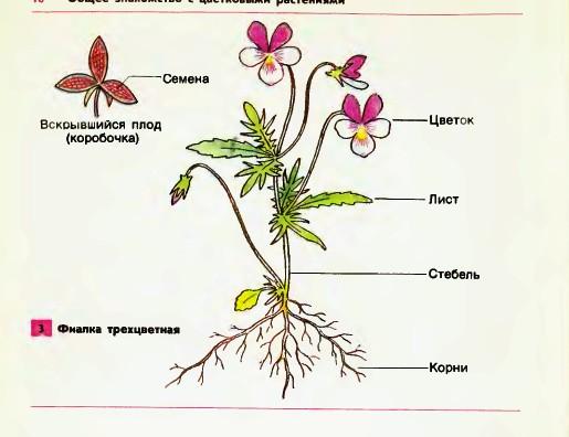 Рост растения картинка