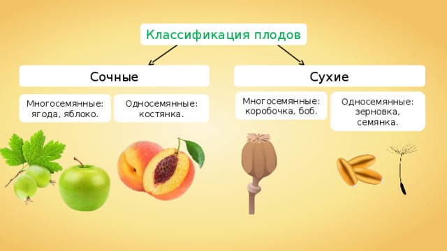 Классификация плодов Сочные Сухие Многосемянные: Односемянные: зерновка, семянка. коробочка, боб. Односемянные: Многосемянные: костянка. ягода, яблоко. 