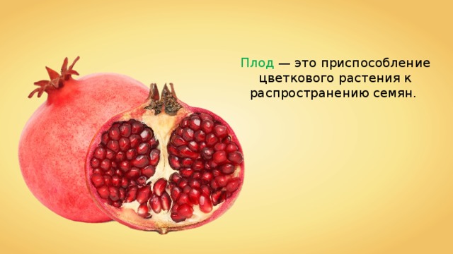 Плод — это приспособление цветкового растения к распространению семян. 