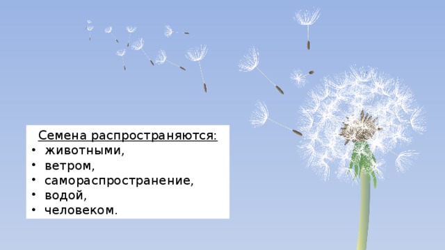 Семена распространяются: животными, ветром, самораспространение, водой, человеком. 