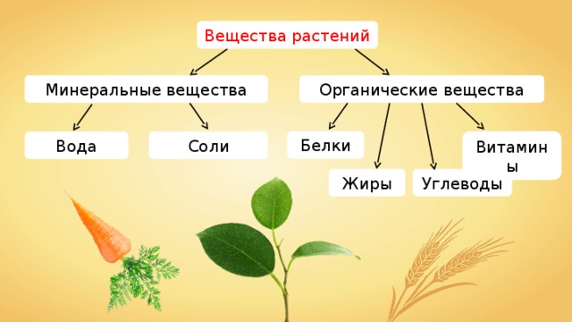 Растения состоят из веществ. Химический состав растений. Химический состав растений схема. Органические вещества растений. Органические соединения растений.