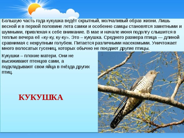 Презентация для детей кукушка