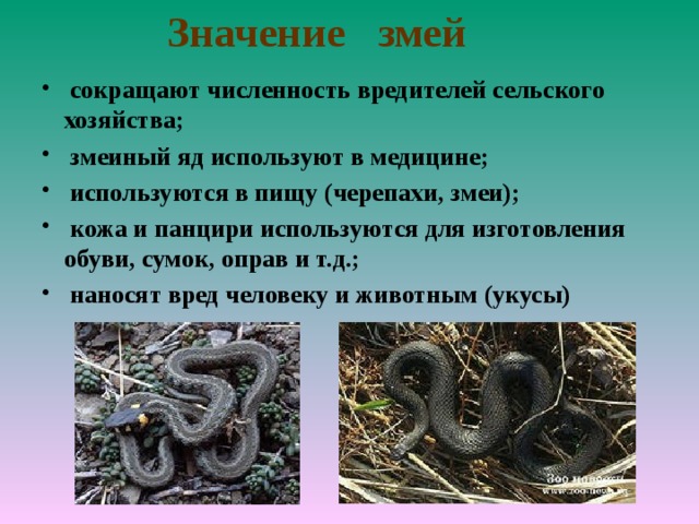 Какое значение имеют пресмыкающиеся в природе. Змеи в природе и жизни человека. Значение змеи в природе. Роль змей в природе. Презентация про пресмыкающихся.