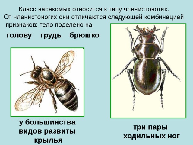 Весна в мире насекомых 2 класс презентация