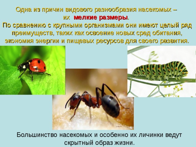 Пример преимущества которое дает насекомым такое зрение