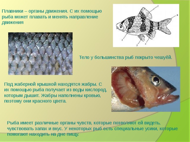 Рыбы обитатели водоемов 2 класс школа 21 века презентация