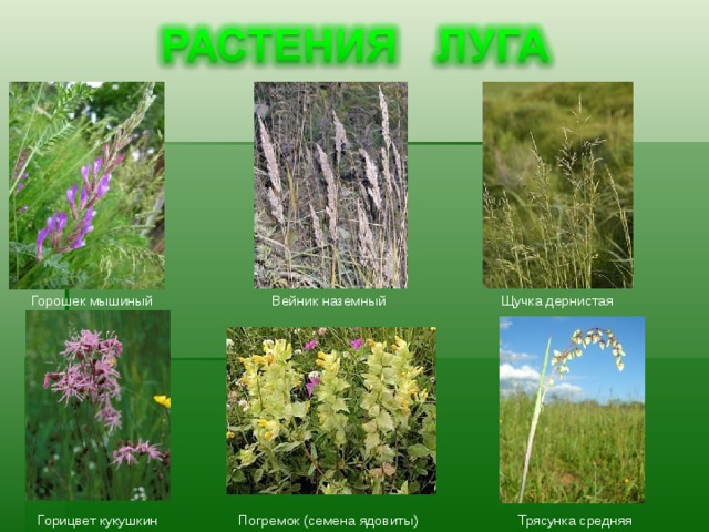 Травянистые растения леса 2 класс начальная школа 21 века презентация