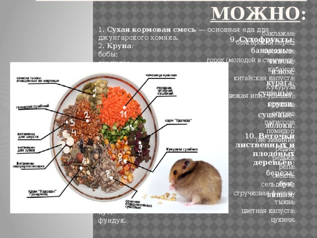 Список хомяка. Рацион питания джунгарских хомяков. Рацион джунгарского хомяка. Рацион питания джунгарского хомяка. Рацион питания хомяков джунгариков.