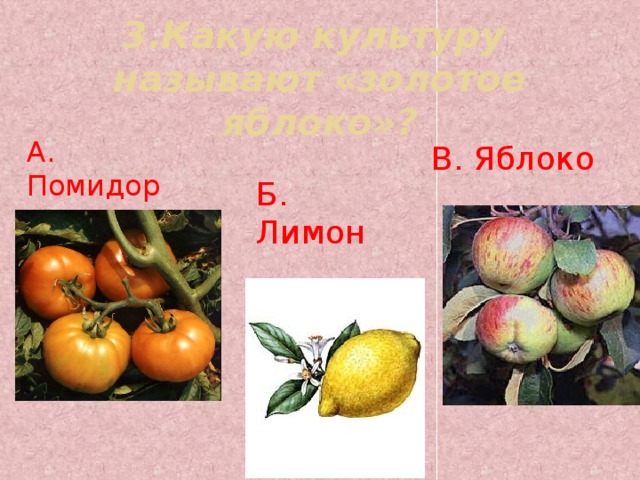 3.Какую культуру называют «золотое яблоко»? А. Помидор В. Яблоко Б. Лимон 