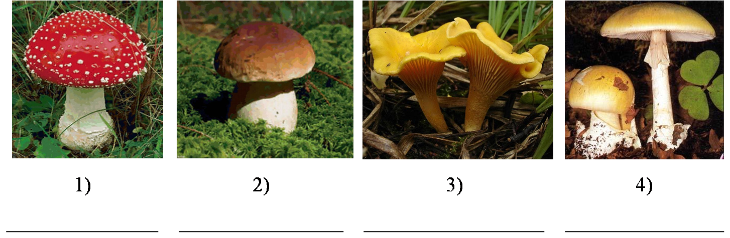 Назови 3 гриба. Грибы и Подпиши их названия. Узнай грибы и Подпиши их. Узнай грибы и Подпиши их названия 3. Рассмотри фотографии узнай грибы.