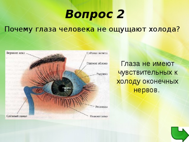 Вопрос 2 Почему глаза человека не ощущают холода?  Глаза не имеют чувствительных к холоду оконечных нервов. 