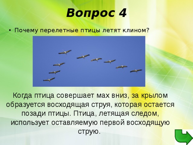 Вопрос 4 Почему перелетные птицы летят клином? Когда птица совершает мах вниз, за крылом образуется восходящая струя, которая остается позади птицы. Птица, летящая следом, использует оставляемую первой восходящую струю. 