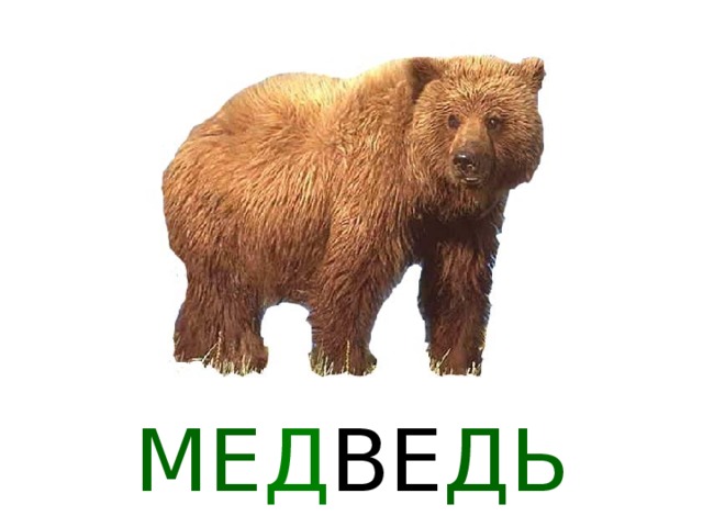 МЕ Д ВЕ ДЬ 