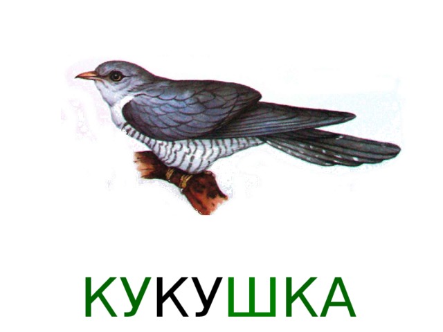  БАРСУК  Барсука в лесу встретить удаётся не часто. День он проводит в норе, а кормиться выходит только ночью, в темноте. Не спеша, вперевалку двигается барсук в поисках пищи – крупных жуков, лягушек, выпавших из гнезда птенцов, ягод. А к рассвету снова спешит он к норе. Нора у барсука – точно подземный город. Глубокая, со многими входами, с коридорами, переходами и закоулками, со спальней и уборной. Барсук в ней в полной безопасности. Одна беда – весной, когда сходит снег. Нору может затопить талыми водами. Поэтому барсук копает её всегда на холме.В этой норе проводит он всю зиму, впадая, как медведь , в долгую спячку. А весной сойдёт снег, зазеленеет трава – и снова барсук по ночам выходит на добычу. 