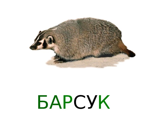 РЫ СЬ 