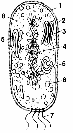 Клетка бактерии рисунок егэ