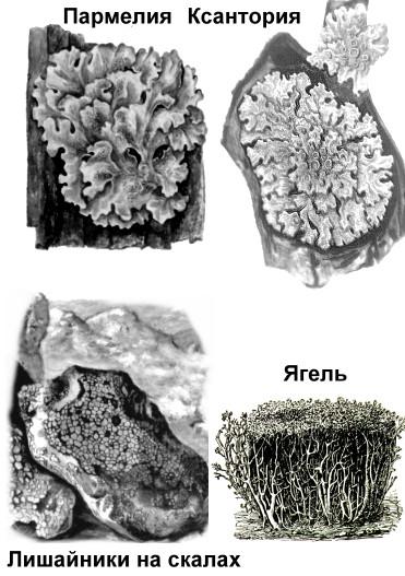Форма лишайника место обитания рисунок таблица