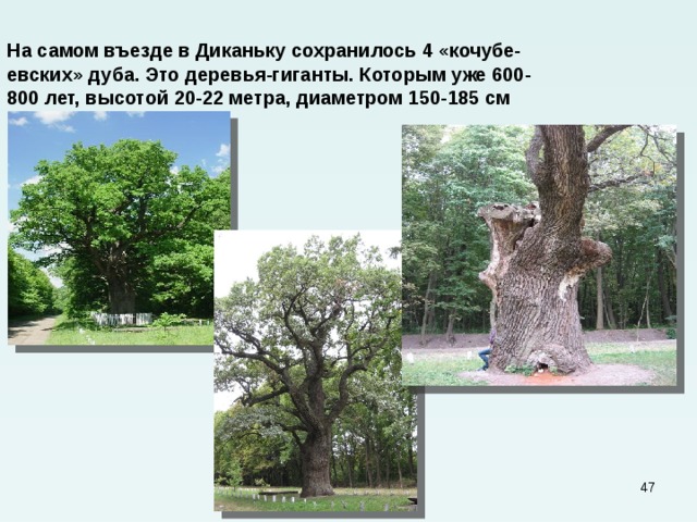 На самом въезде в Диканьку сохранилось 4 «кочубе-  евских» дуба. Это деревья-гиганты. Которым уже 600-  800 лет, высотой 20-22 метра, диаметром 150-185 см  