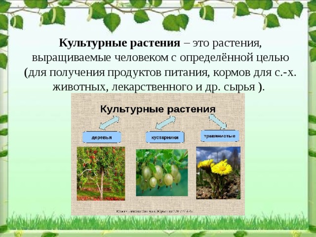 Презентация по биологии на тему культурные растения 6 класс по биологии